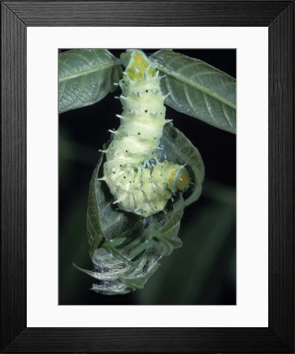 Framed Print : Picture No. 10895998 Framed Print : Picture No. 10895998