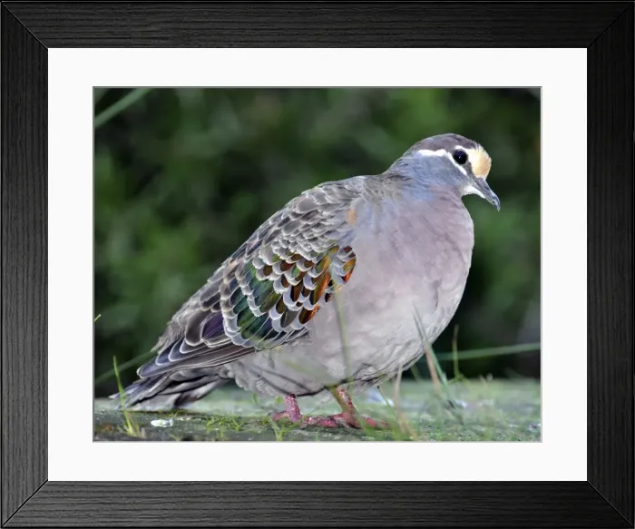 Framed Print : Picture No. 10894907 Framed Print : Picture No. 10894907