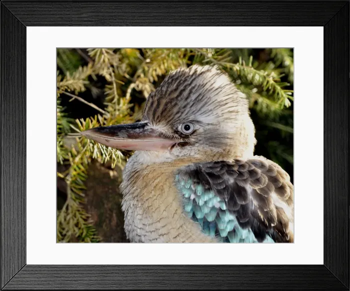 Framed Print : Picture No. 10894902 Framed Print : Picture No. 10894902