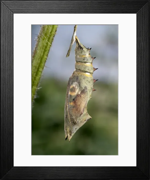 Framed Print : Picture No. 10896038 Framed Print : Picture No. 10896038