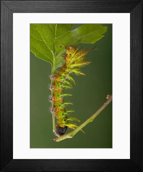 Framed Print : Picture No. 10896054 Framed Print : Picture No. 10896054