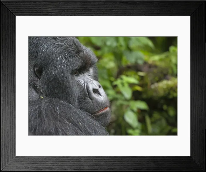 Framed Print : Picture No. 10895872 Framed Print : Picture No. 10895872