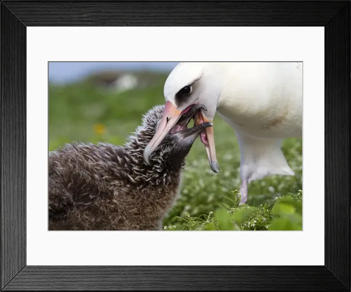 Framed Print : Picture No. 10898615 Framed Print : Picture No. 10898615