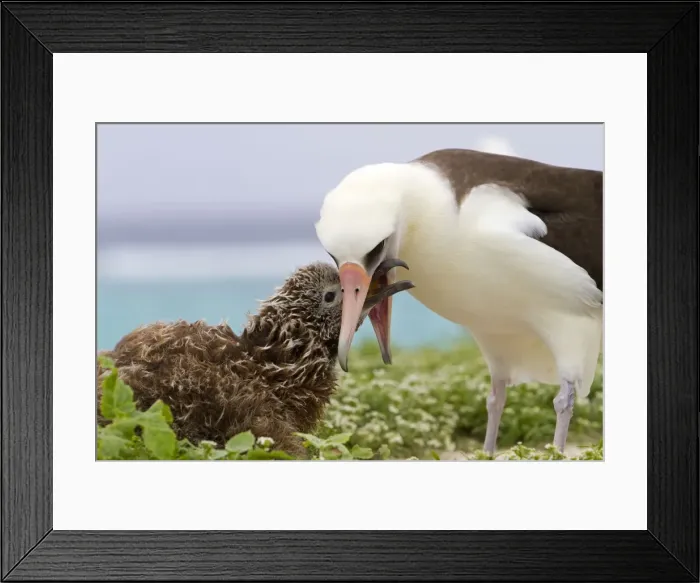 Framed Print : Picture No. 10898612 Framed Print : Picture No. 10898612