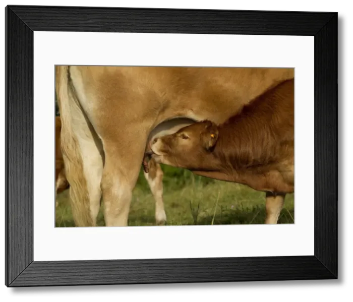 Framed Print : Picture No. 10898686 Framed Print : Picture No. 10898686