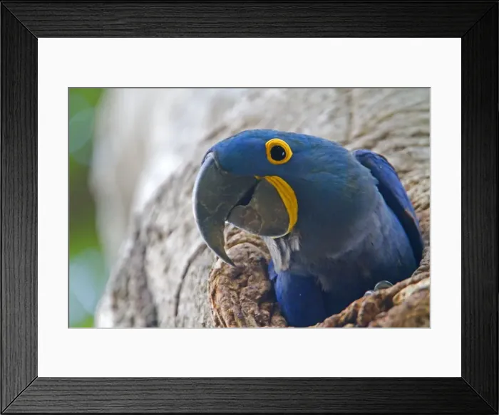 Framed Print : Picture No. 10899140 Framed Print : Picture No. 10899140