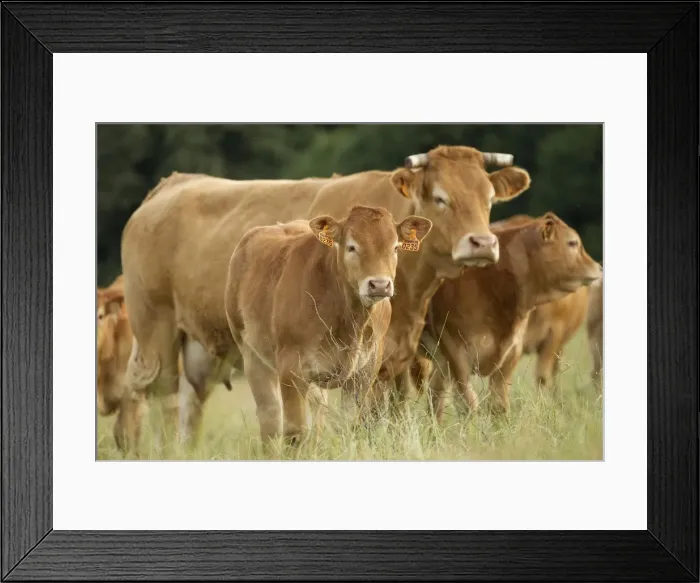 Framed Print : Picture No. 10898648 Framed Print : Picture No. 10898648