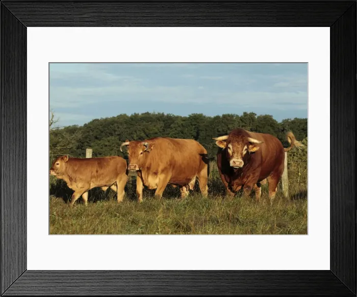Framed Print : Picture No. 10898633