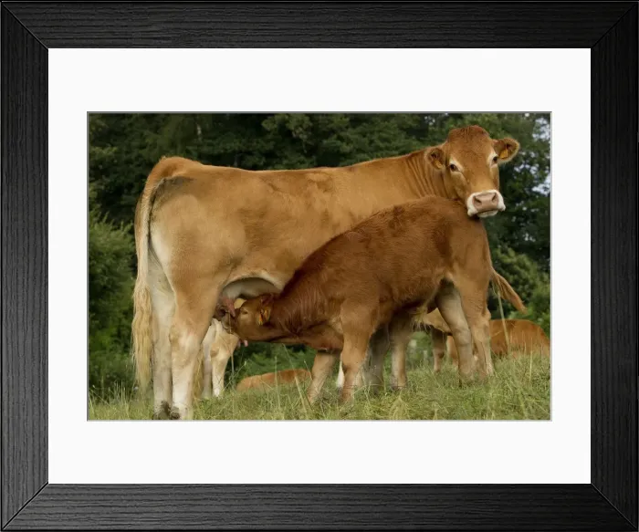Framed Print : Picture No. 10898687