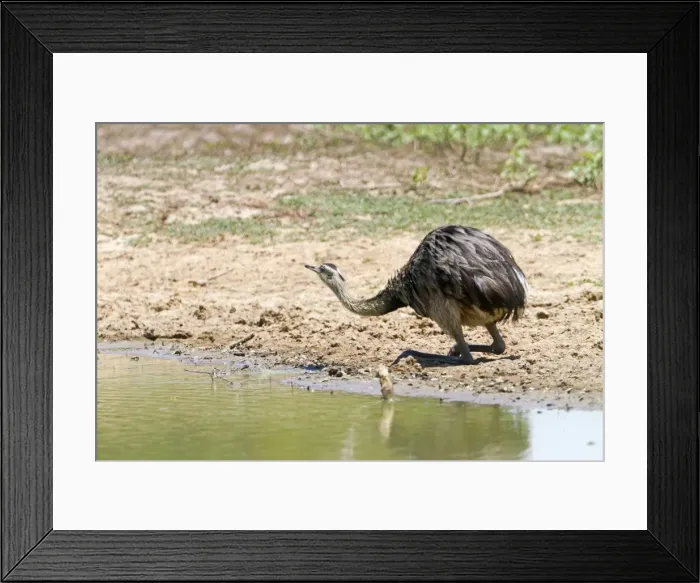 Framed Print : Picture No. 10899129 Framed Print : Picture No. 10899129
