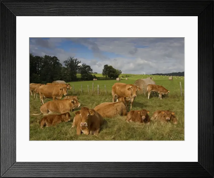 Framed Print : Picture No. 10898688 Framed Print : Picture No. 10898688