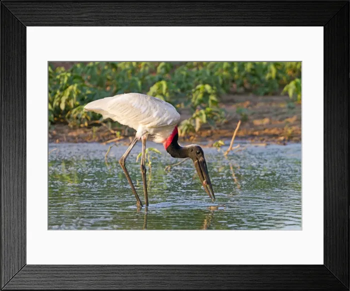 Framed Print : Picture No. 10899125 Framed Print : Picture No. 10899125