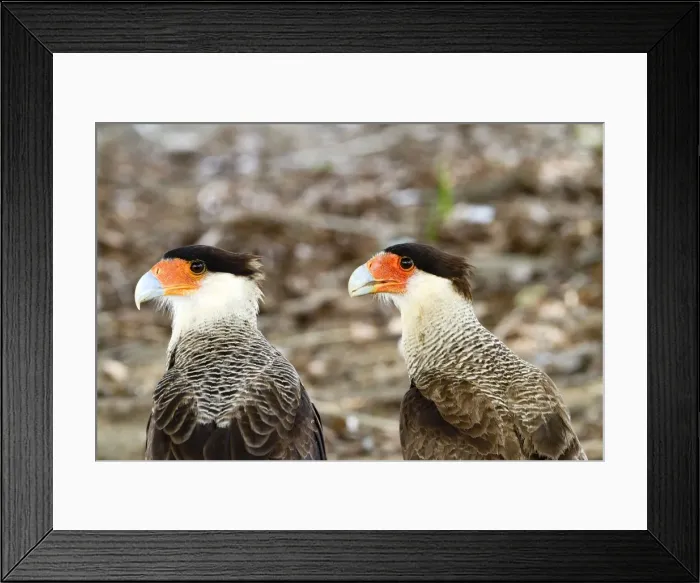 Framed Print : Picture No. 10899115 Framed Print : Picture No. 10899115