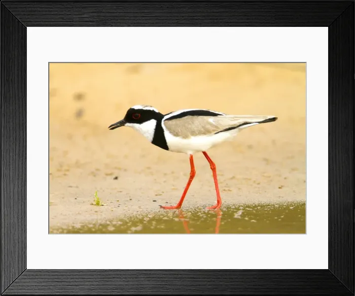 Framed Print : Picture No. 10899163 Framed Print : Picture No. 10899163
