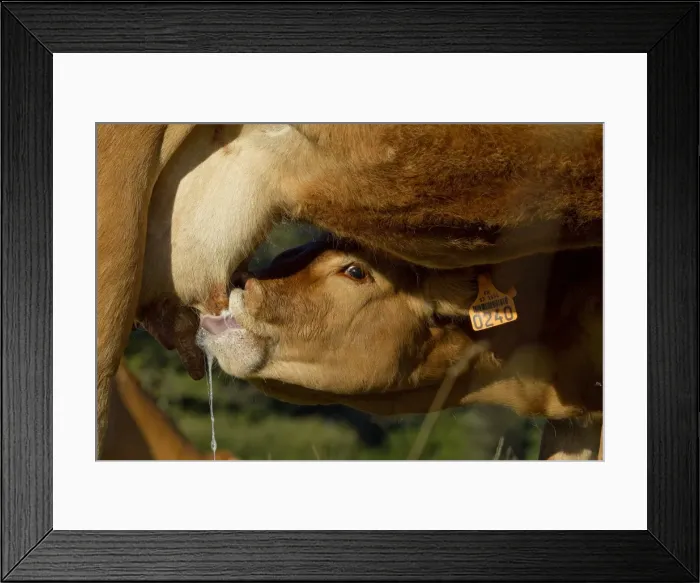 Framed Print : Picture No. 10898637 Framed Print : Picture No. 10898637