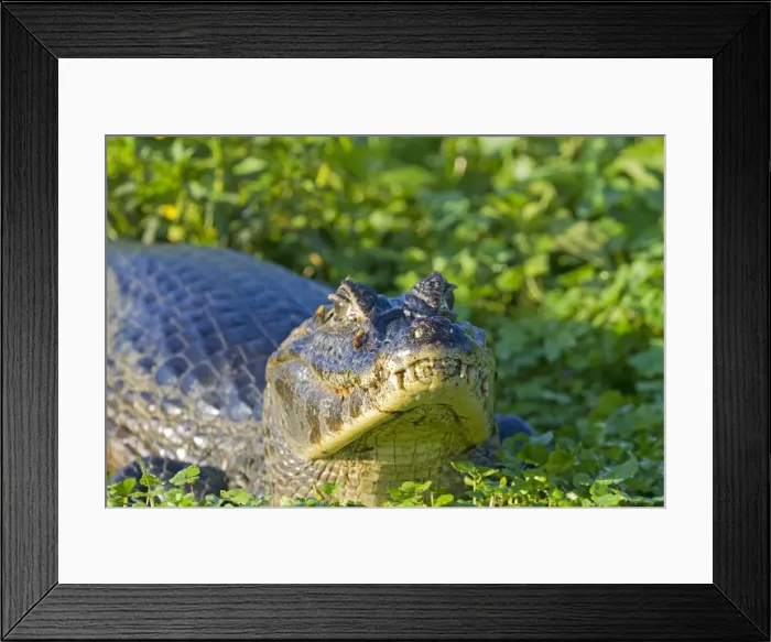 Framed Print : Picture No. 10899149