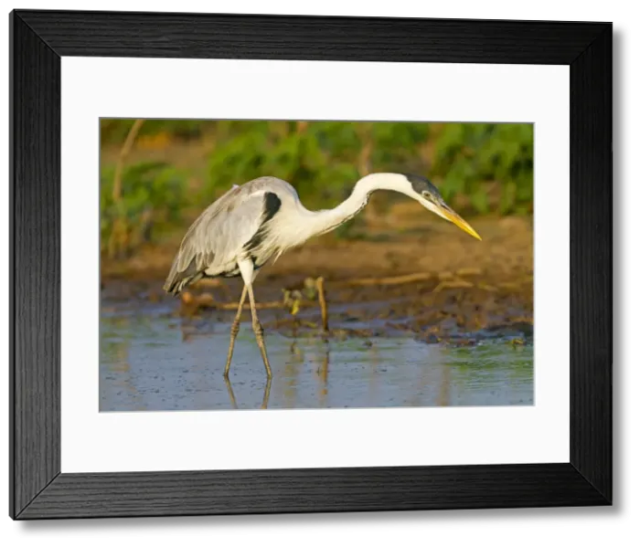 Framed Print : Picture No. 10899124