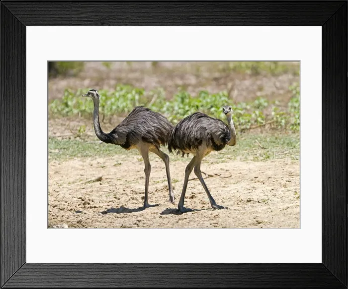Framed Print : Picture No. 10899130 Framed Print : Picture No. 10899130