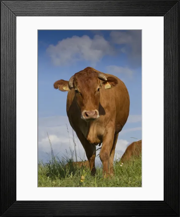 Framed Print : Picture No. 10898694 Framed Print : Picture No. 10898694