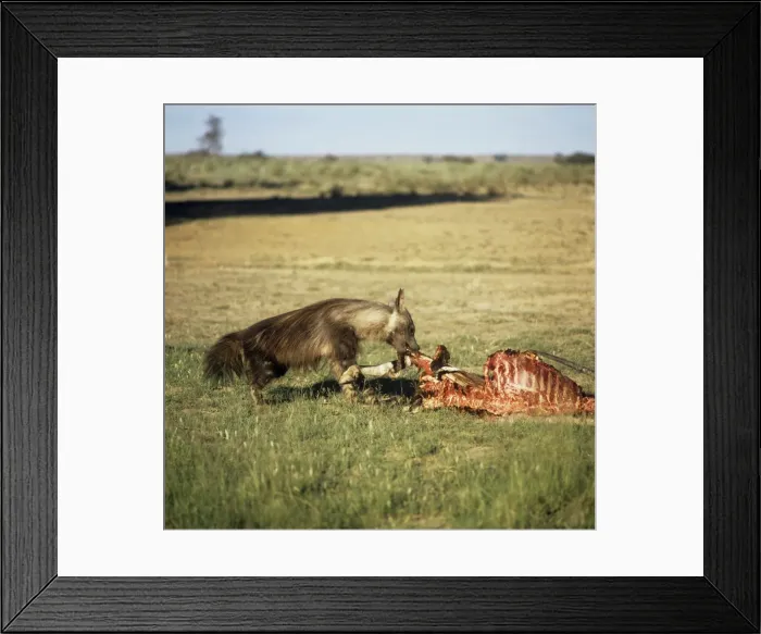 Framed Print : Picture No. 10848898 Framed Print : Picture No. 10848898