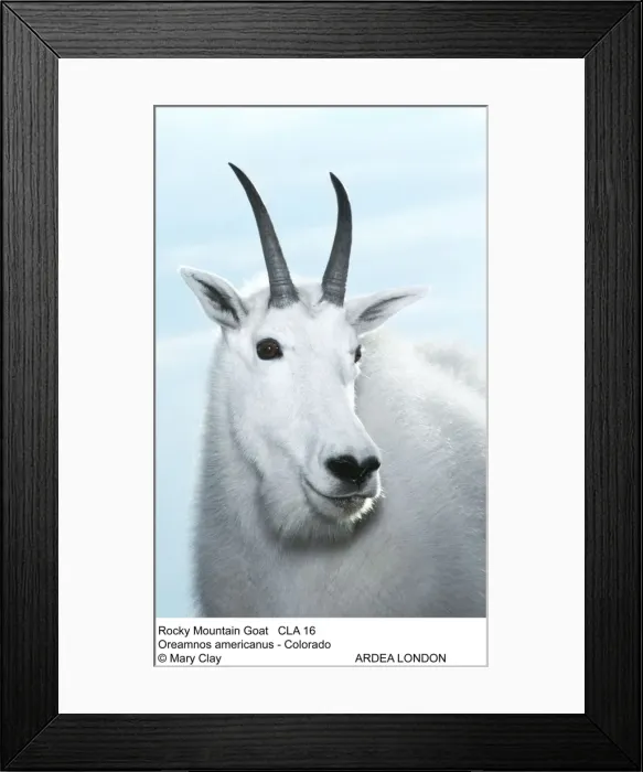 Framed Print : Picture No. 10849363 Framed Print : Picture No. 10849363