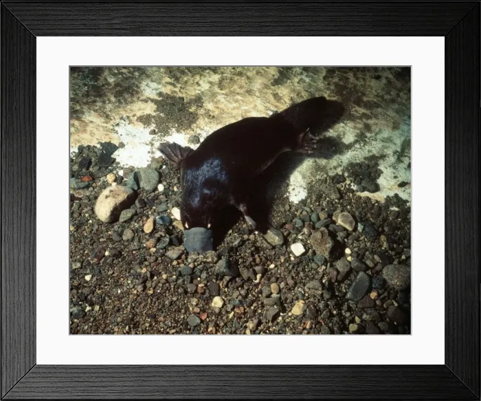 Framed Print : Picture No. 10848486