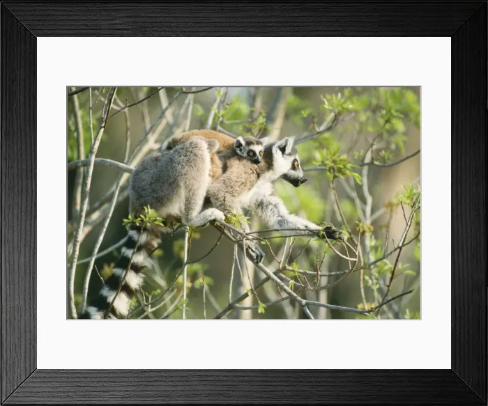 Framed Print : Picture No. 10848605 Framed Print : Picture No. 10848605