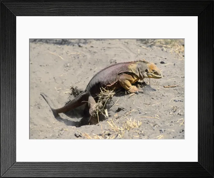 Framed Print : Picture No. 10848505 Framed Print : Picture No. 10848505