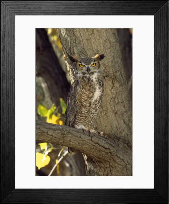 Framed Print : Picture No. 10850839 Framed Print : Picture No. 10850839