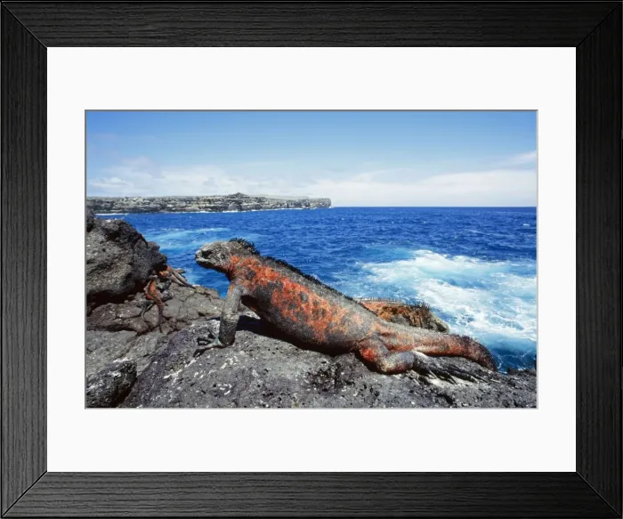 Framed Print : Picture No. 10848507 Framed Print : Picture No. 10848507