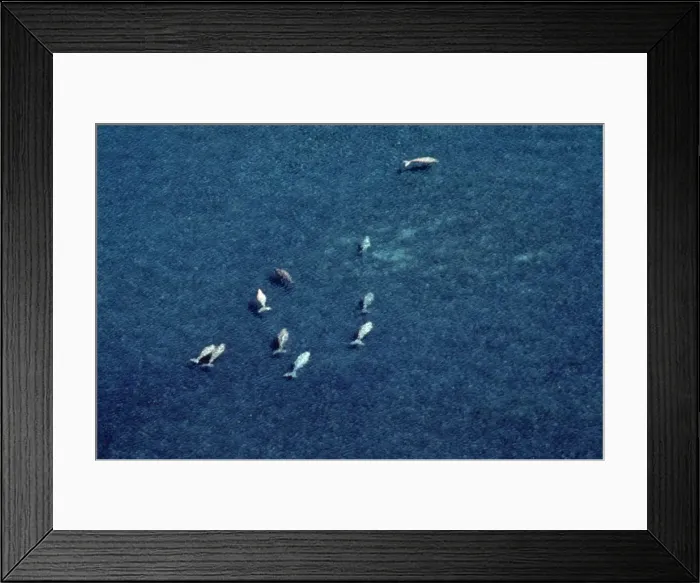 Framed Print : Picture No. 10848485 Framed Print : Picture No. 10848485