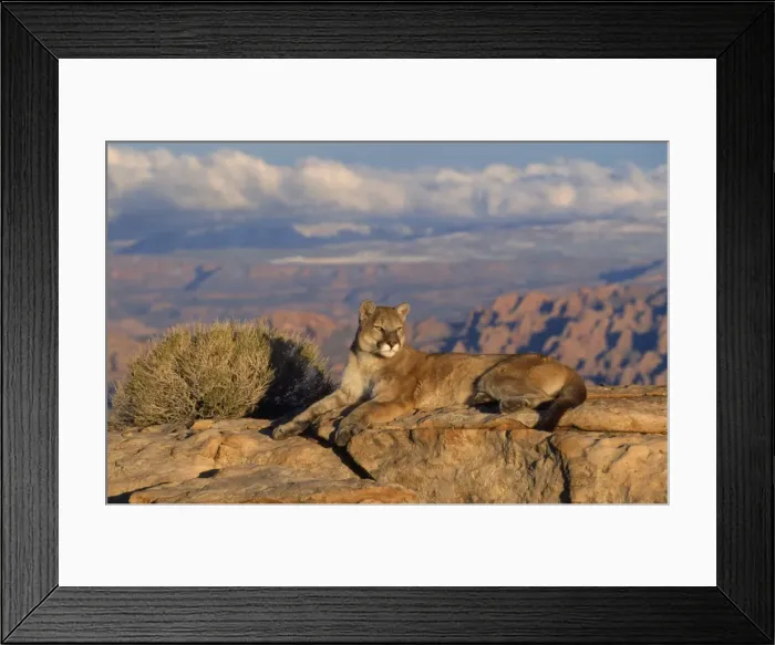 Framed Print : Picture No. 10850844 Framed Print : Picture No. 10850844