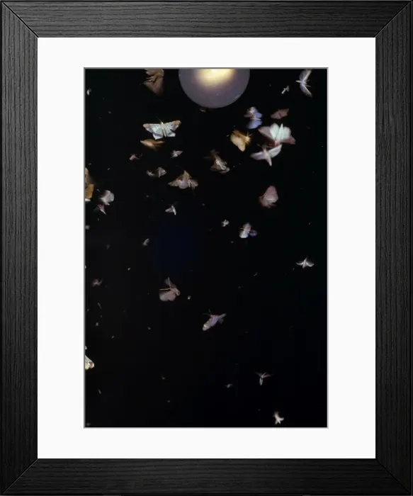 Framed Print : Picture No. 10848560 Framed Print : Picture No. 10848560