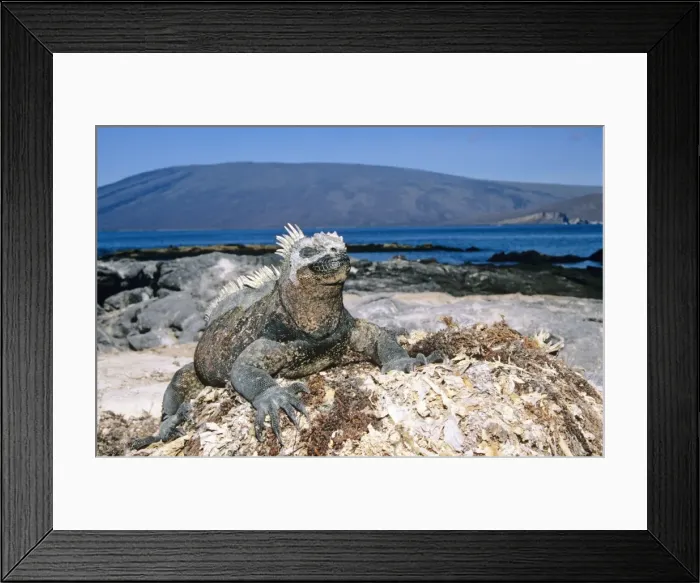 Framed Print : Picture No. 10848514