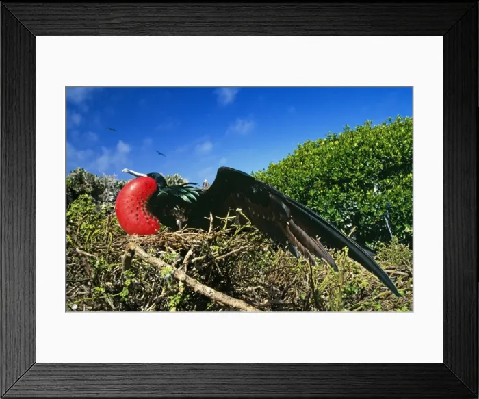 Framed Print : Picture No. 10848525 Framed Print : Picture No. 10848525