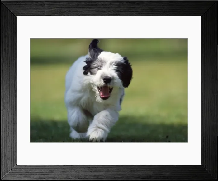 Framed Print : Picture No. 10851727 Framed Print : Picture No. 10851727