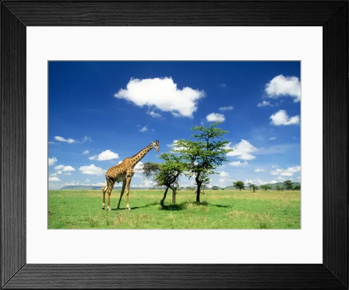 Framed Print : Picture No. 10851099