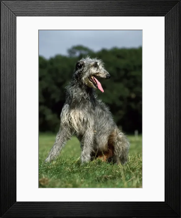 Framed Print : Picture No. 10851703