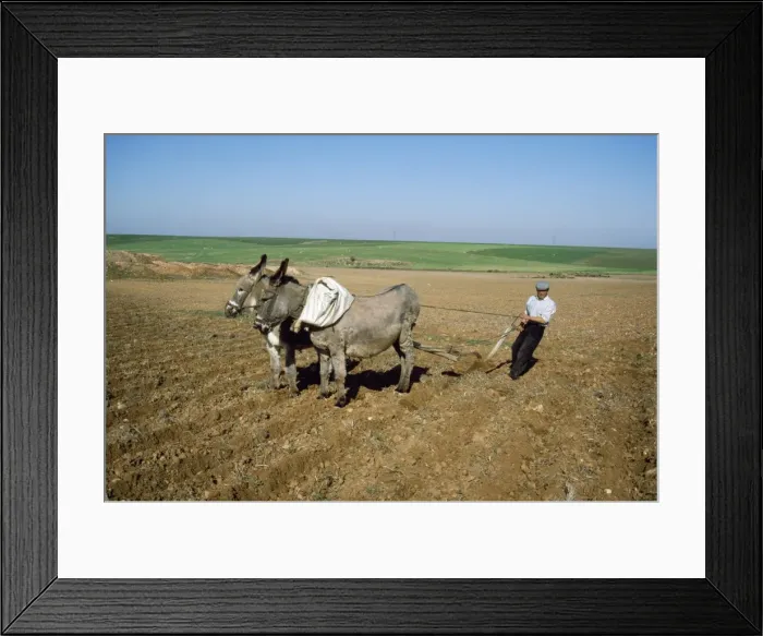Framed Print : Picture No. 10849190 Framed Print : Picture No. 10849190