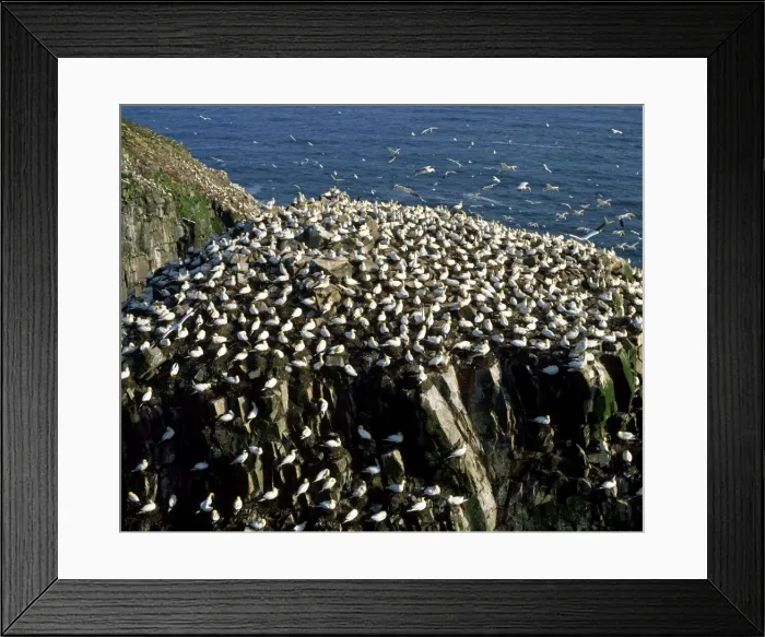 Framed Print : Picture No. 10850649 Framed Print : Picture No. 10850649