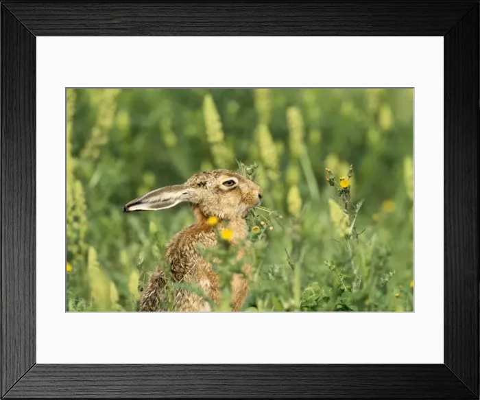 Framed Print : Picture No. 10849317 Framed Print : Picture No. 10849317