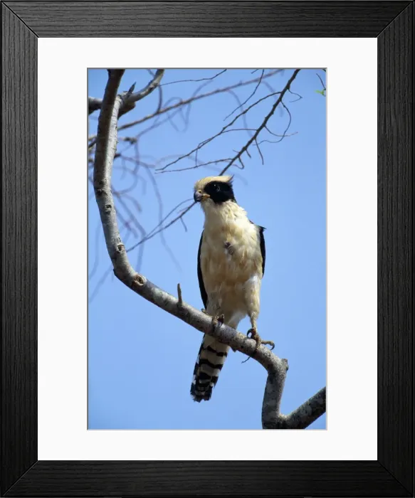 Framed Print : Picture No. 10850948 Framed Print : Picture No. 10850948