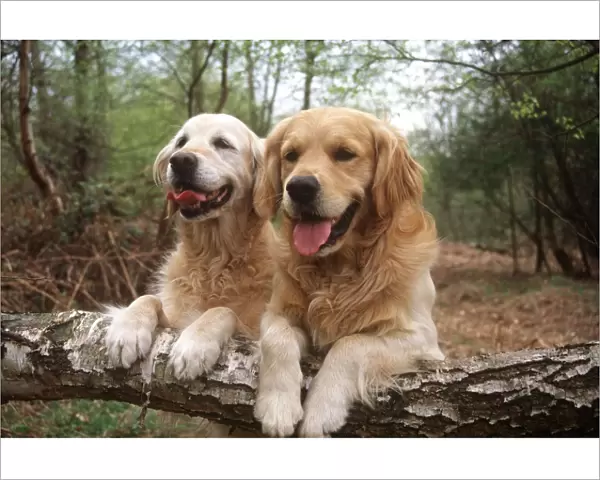 Golden Retriever Dogs - two on forest walk. Resting with