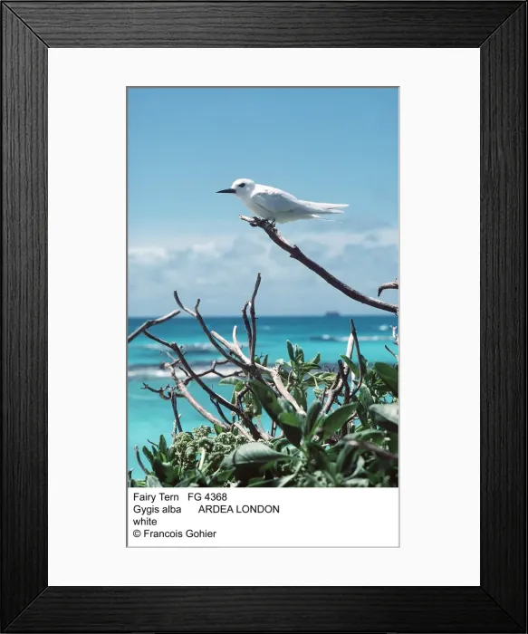 Framed Print : Picture No. 10850494 Framed Print : Picture No. 10850494