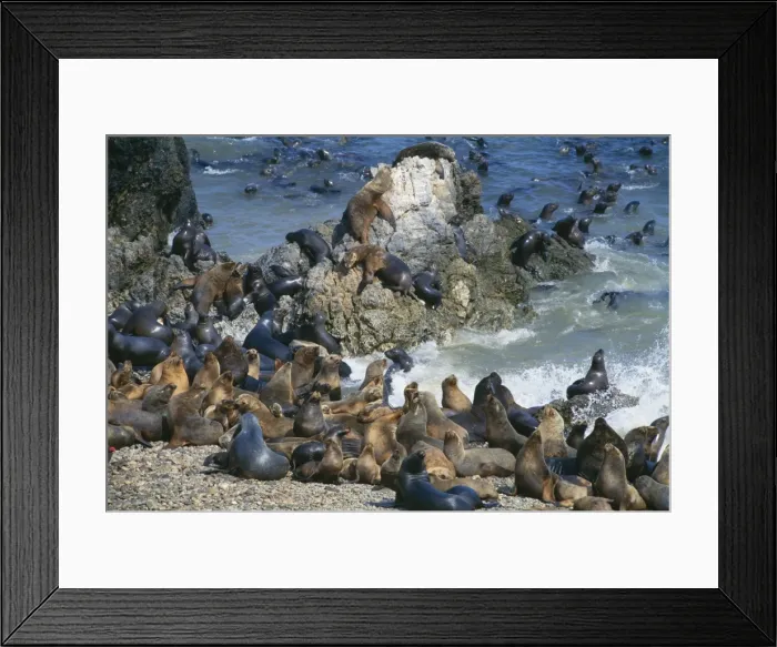 Framed Print : Picture No. 10848481 Framed Print : Picture No. 10848481