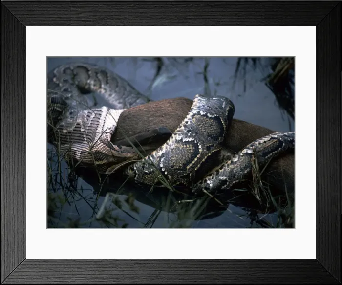 Framed Print : Picture No. 10849001 Framed Print : Picture No. 10849001