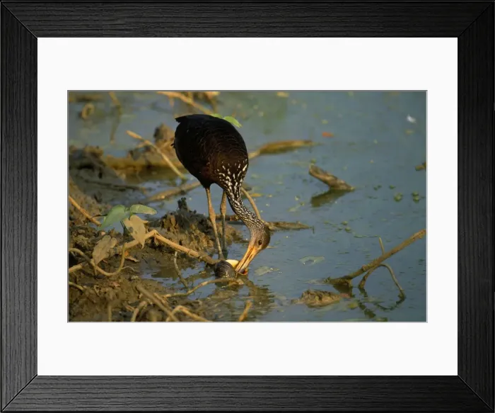 Framed Print : Picture No. 10850949 Framed Print : Picture No. 10850949