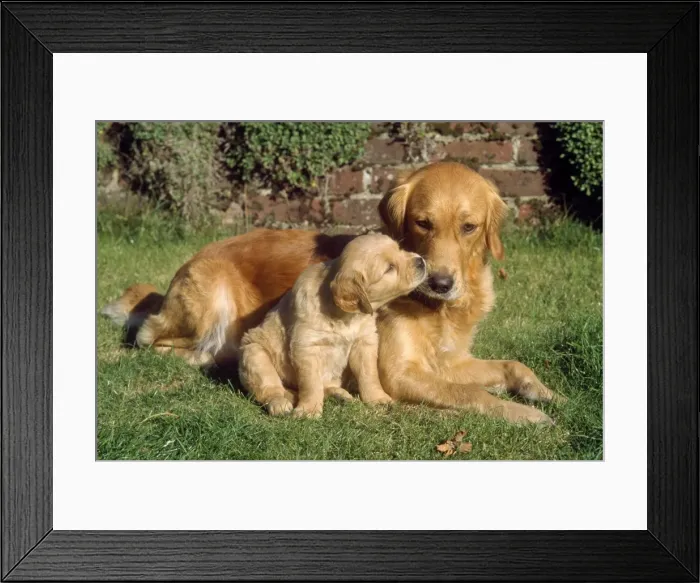 Framed Print : Picture No. 10851718 Framed Print : Picture No. 10851718
