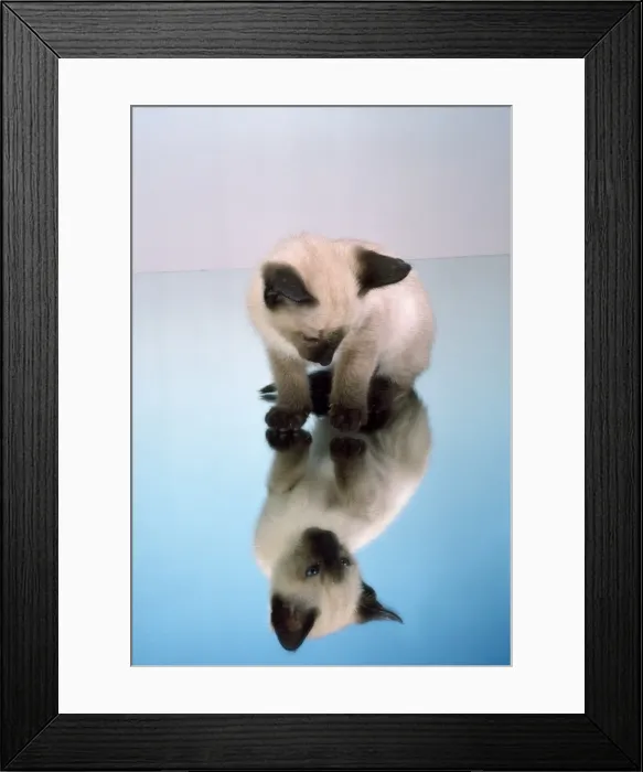 Framed Print : Picture No. 10851705 Framed Print : Picture No. 10851705