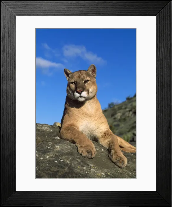 Framed Print : Picture No. 10850814 Framed Print : Picture No. 10850814